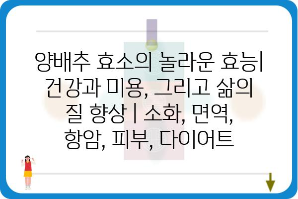 양배추 효소의 놀라운 효능| 건강과 미용, 그리고 삶의 질 향상 | 소화, 면역, 항암, 피부, 다이어트